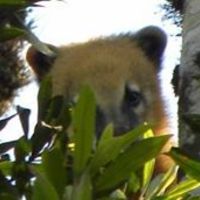 Regionally extinct species rediscovered: the bush dog Speothos venaticus in  Minas Gerais, south-eastern Brazil, Oryx