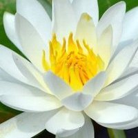 Jongbok Yi related author profile picture