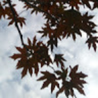 Pdf Current Medical Diagnosis And Treatment 19 Maham Naveed Baloch Academia Edu