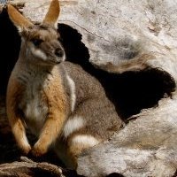 Dr. Silvana R TRIDICO