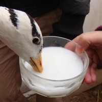 Thomas Kintaert related author profile picture