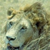 Photo of Nicolas Thouveny