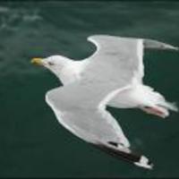 Academia profile picture for @SeaGull