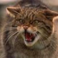Academia profile picture for @WildCats