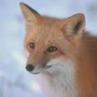 Academia profile picture for @SamSom