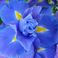 Sara Roncaglia related author profile picture