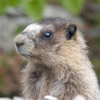 Maria Piera Candotti related author profile picture