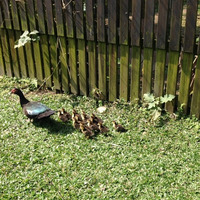 chao rurumi related author profile picture