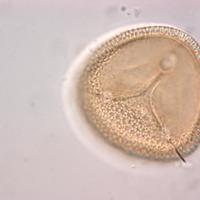 Photo of Frank H Neumann