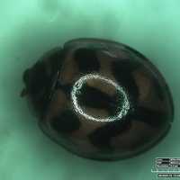 102+ Gambar Hewan Endoskeleton Gratis Terbaru