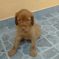 čierny kohút na veľké pre Teeneben lesbické bojuje