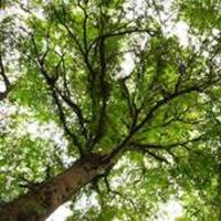 PDF) Ecological Culture in Margaret Atwood's MaddAddam Trilogy ...