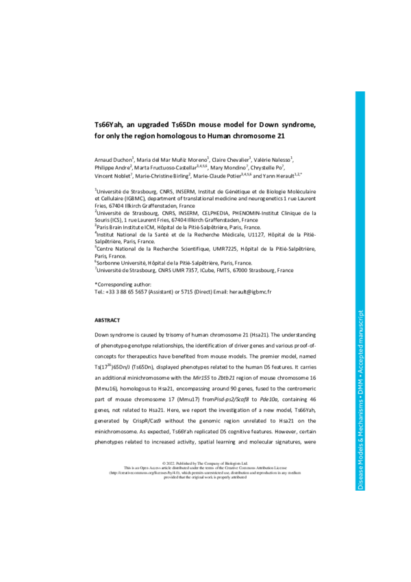 (PDF) Ts66Yah, a mouse model of Down syndrome with improved construct