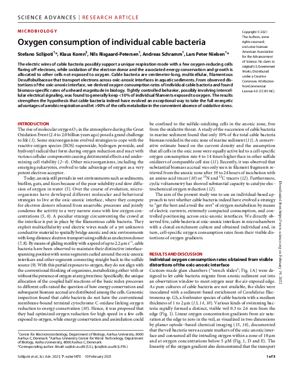 (PDF) Oxygen consumption of individual cable bacteria