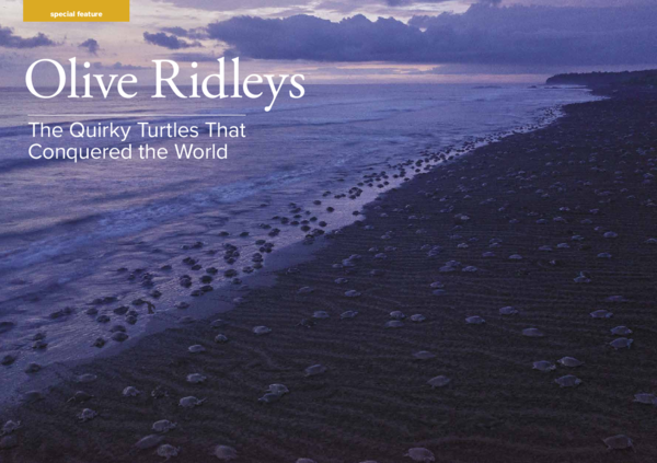 (PDF) Olive Ridleys The Quirky Turtles That Conquered the World