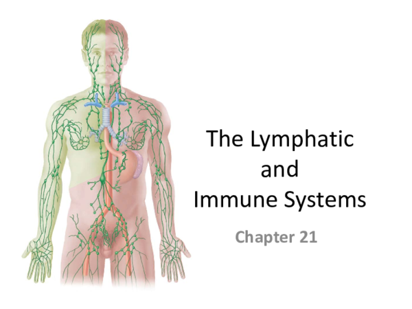 (PDF) The lymphatic and immune systems