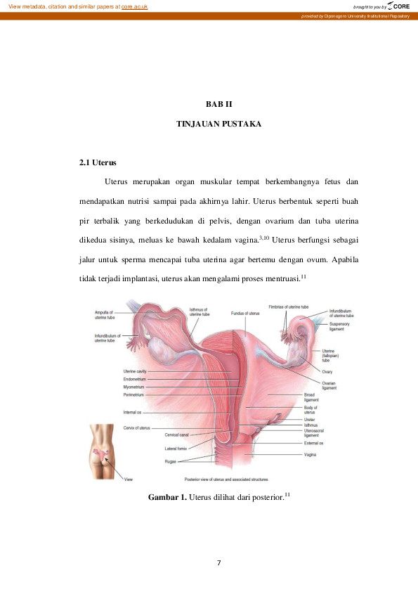 (PDF) Diameter Arteri Spiralis Endometrium Mencit Balb/C Yang Diberi ...