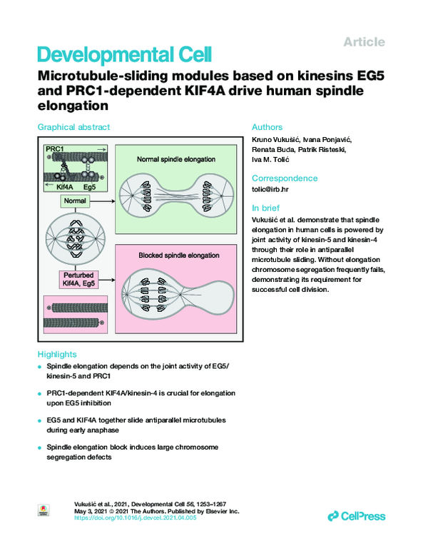 (PDF) Microtubule-sliding modules based on kinesins EG5 and PRC1 ...
