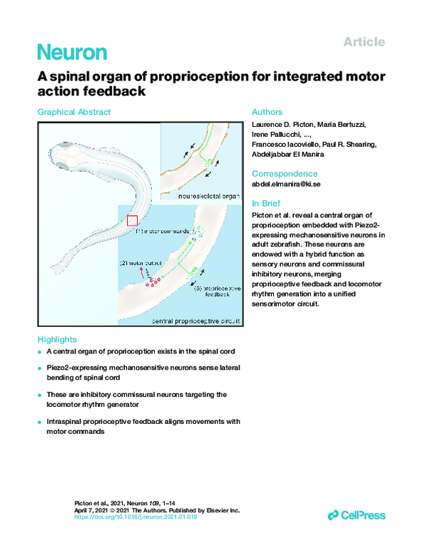(PDF) A spinal organ of proprioception for integrated motor action feedback