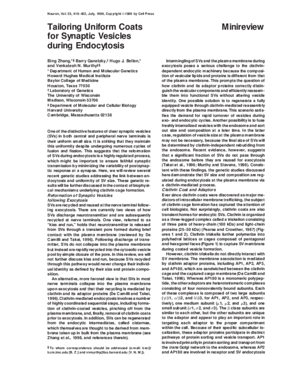 (PDF) Tailoring Uniform Coats for Synaptic Vesicles during Endocytosis