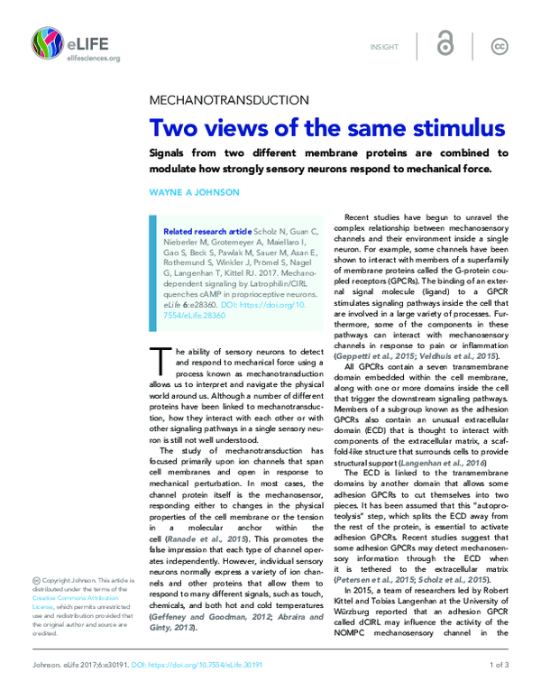(PDF) Two views of the same stimulus