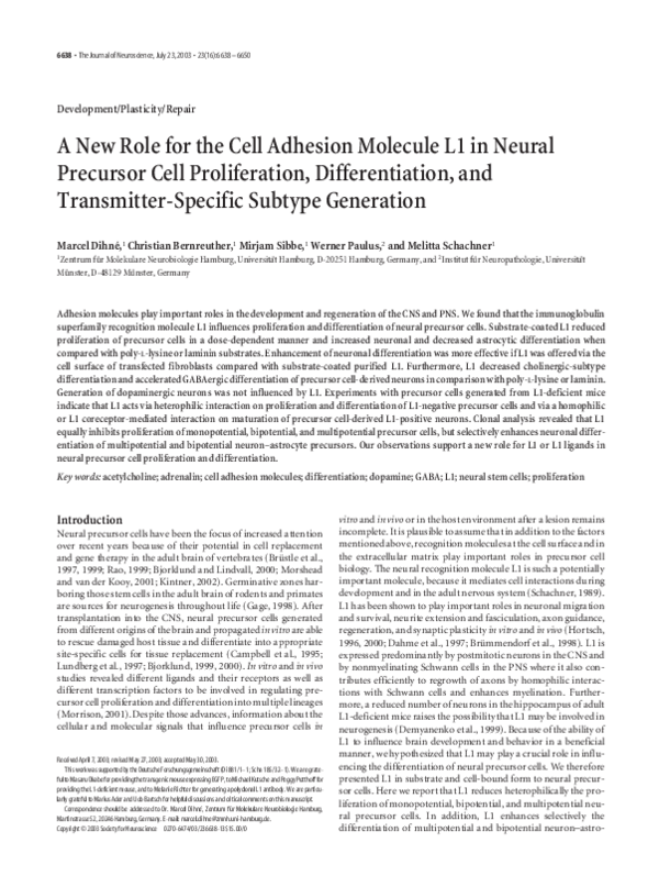 (PDF) A New Role for the Cell Adhesion Molecule L1 in Neural Precursor ...