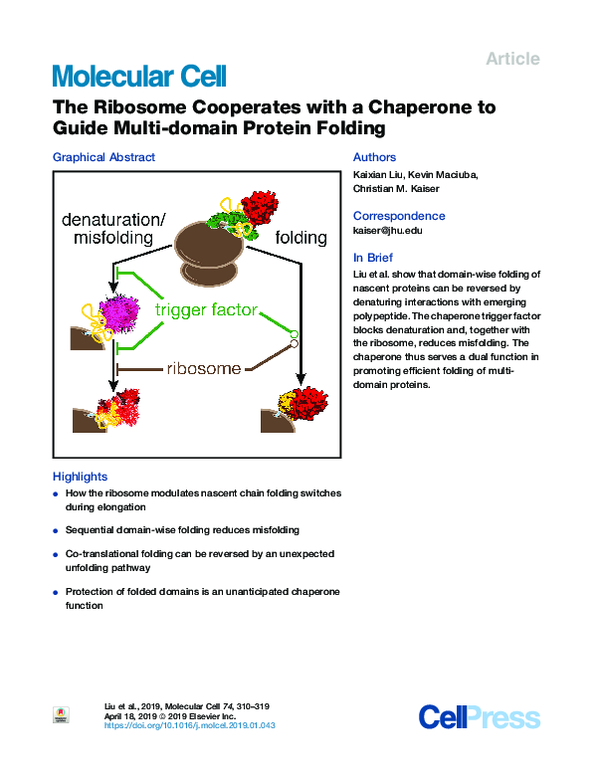 (PDF) The Ribosome Cooperates with a Chaperone to Guide Multi-domain ...