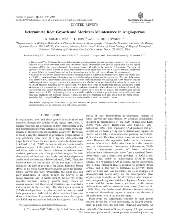 (PDF) Determinate Root Growth and Meristem Maintenance in Angiosperms