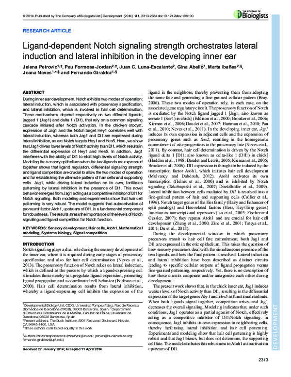 (PDF) Ligand-dependent Notch signaling strength orchestrates lateral ...