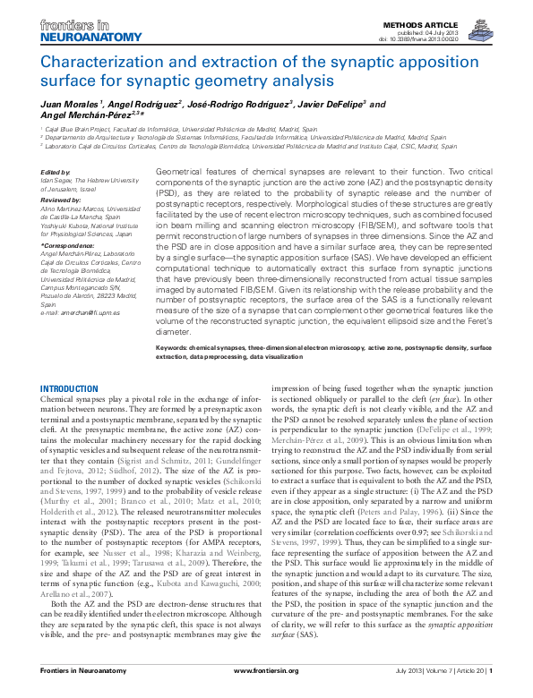 (PDF) Characterization and extraction of the synaptic apposition ...