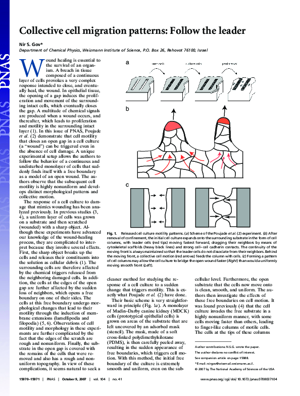 (PDF) Collective cell migration patterns: Follow the leader