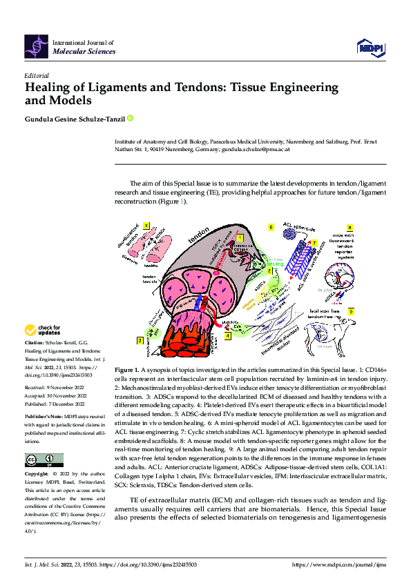(PDF) Healing of Ligaments and Tendons: Tissue Engineering and Models