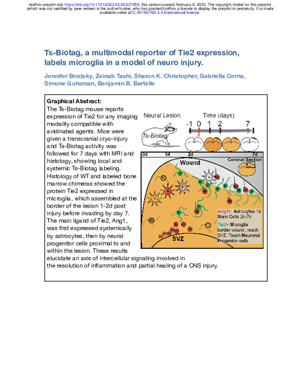(PDF) Ts-Biotag, a multimodal reporter of Tie2 expression, labels ...