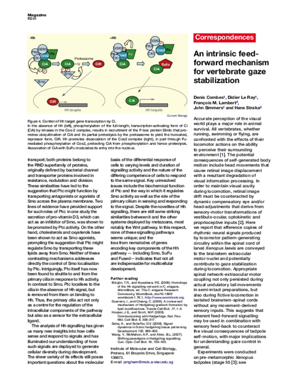 (PDF) An intrinsic feed-forward mechanism for vertebrate gaze stabilization