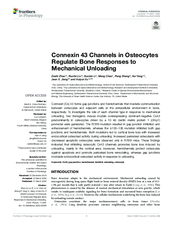 (PDF) Connexin 43 Channels in Osteocytes Regulate Bone Responses to ...