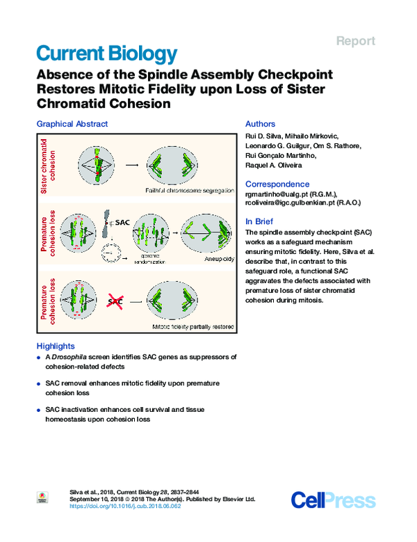 (PDF) Absence of the Spindle Assembly Checkpoint Restores Mitotic ...