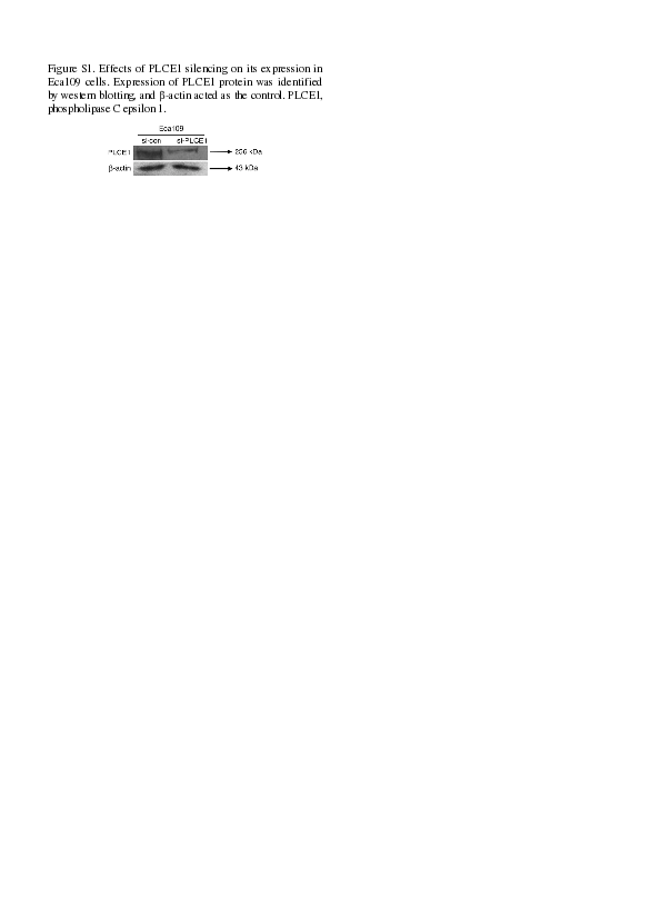 (PDF) Identification of a PLCE1‑regulated competing endogenous RNA ...
