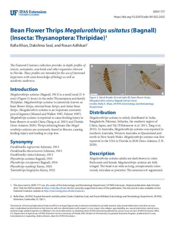 (PDF) Bean Flower Thrips Megalurothrips usitatus (Bagnall) (Insecta
