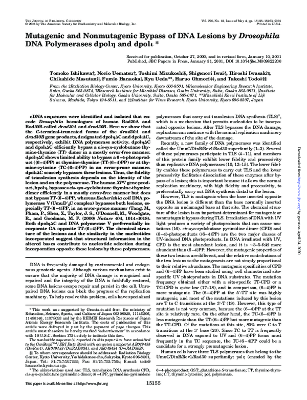 (PDF) Bypass of DNA Lesions by Drosophila Polymerases