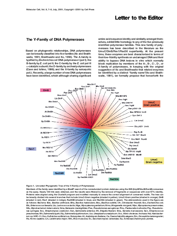 (PDF) The Y-Family of DNA Polymerases