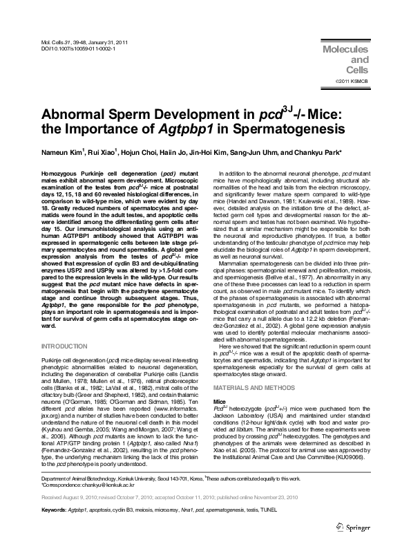 (PDF) Abnormal sperm development in pcd 3J-/- mice: the importance of ...