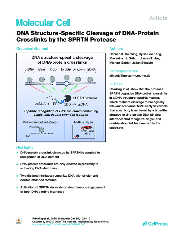 (PDF) DNA Structure-Specific Cleavage of DNA-Protein Crosslinks by the ...