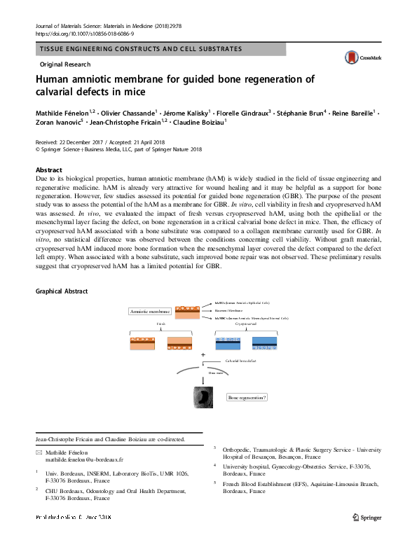 (PDF) Human amniotic membrane for guided bone regeneration of calvarial ...