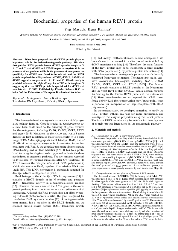 (PDF) Biochemical properties of the human REV1 protein
