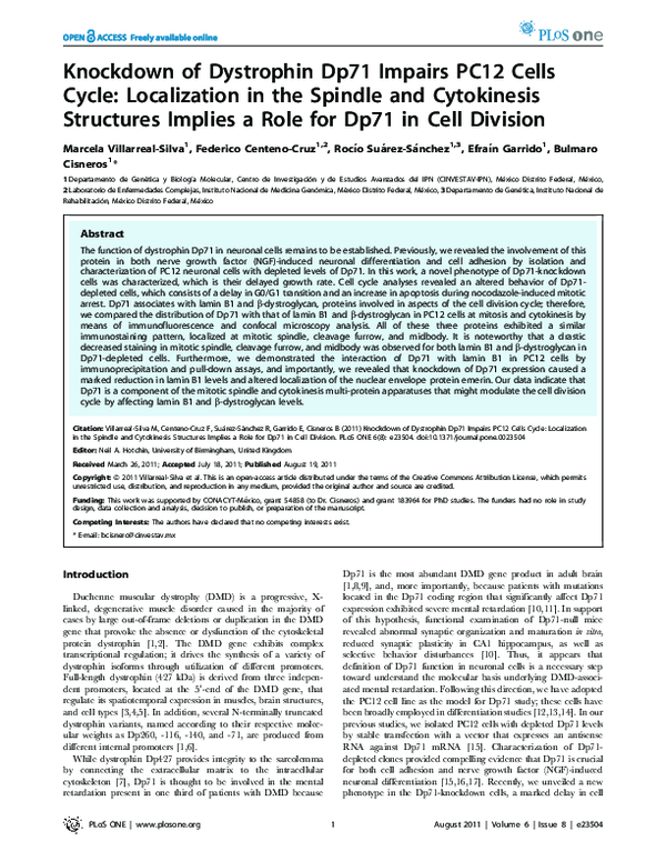 (PDF) Knockdown of Dystrophin Dp71 Impairs PC12 Cells Cycle ...