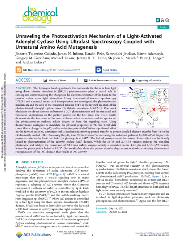 (PDF) Unraveling the Photoactivation Mechanism of a Light-Activated ...