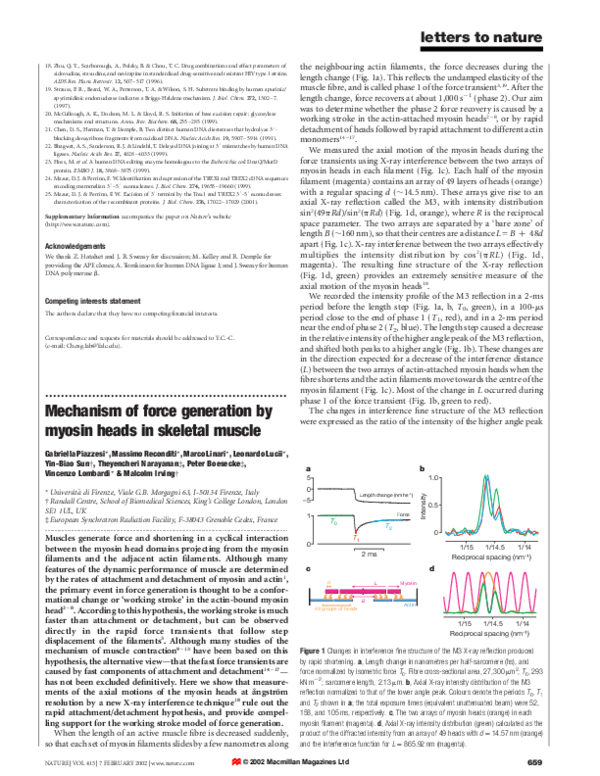 (PDF) Mechanism of force generation by myosin heads in skeletal muscle