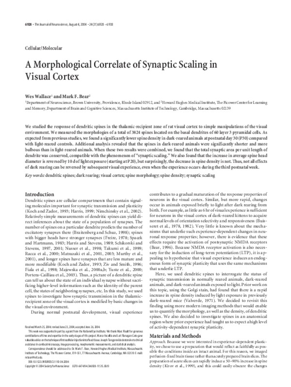 (PDF) A Morphological Correlate of Synaptic Scaling in Visual Cortex
