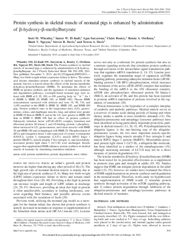 (PDF) Protein synthesis in skeletal muscle of neonatal pigs is enhanced ...
