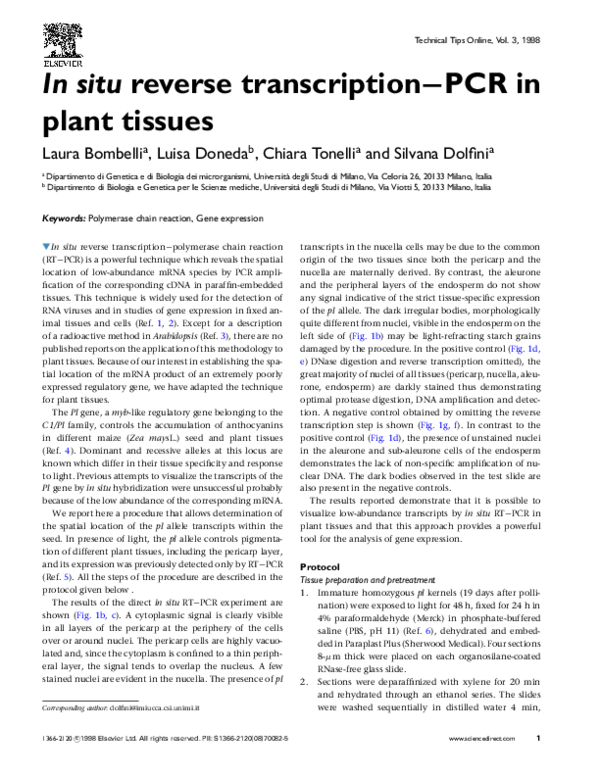 (PDF) In situ reverse transcription–PCR in plant tissues